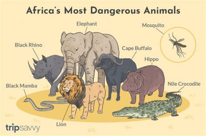 Most Dangerous Animals In Africa